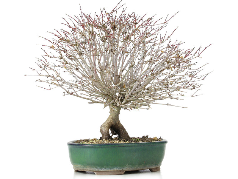 Acer palmatum Kiyohime, 30 cm, ± 10 años