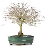 Acer palmatum Kiyohime, 28 cm, ± 10 years old