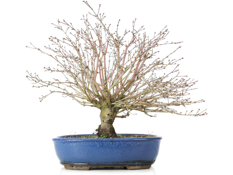 Acer palmatum Kiyohime, 26 cm, ± 10 years old