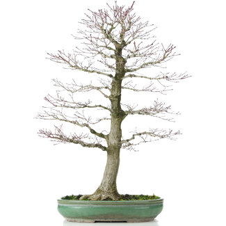 Acer palmatum, 70 cm, ± 25 jaar oud