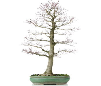 Acer palmatum, 70 cm, ± 25 ans