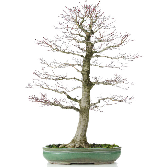 Acer palmatum, 70 cm, ± 25 years old, in a broken pot with a nebari of 20 centimeters