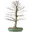 Acer palmatum, 70 cm, ± 25 anni, in vaso rotto con nebari di 20 centimetri