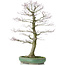 Acer palmatum, 70 cm, ± 25 anni, in vaso rotto con nebari di 20 centimetri