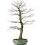 Acer palmatum, 70 cm, ± 25 jaar oud, in gebroken pot met een nebari van 20 centimeter