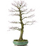 Acer palmatum, 70 cm, ± 25 years old, in a broken pot with a nebari of 20 centimeters