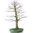 Acer palmatum, 70 cm, ± 25 anni, in vaso rotto con nebari di 20 centimetri