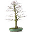 Acer palmatum, 70 cm, ± 25 años, en maceta rota con nebari de 20 centímetros