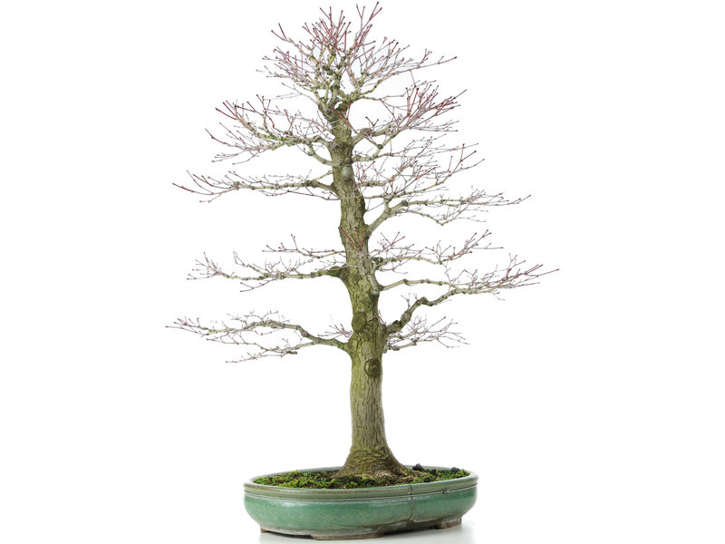 Acer palmatum, 70 cm, ± 25 years old, in a broken pot with a nebari of 20 centimeters