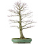 Acer palmatum, 70 cm, ± 25 anni, in vaso rotto con nebari di 20 centimetri