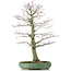 Acer palmatum, 70 cm, ± 25 años, en maceta rota con nebari de 20 centímetros