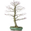 Acer palmatum, 70 cm, ± 25 anni, in vaso rotto con nebari di 20 centimetri