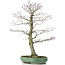 Acer palmatum, 70 cm, ± 25 years old, in a broken pot with a nebari of 20 centimeters