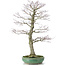 Acer palmatum, 70 cm, ± 25 anni, in vaso rotto con nebari di 20 centimetri