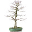 Acer palmatum, 70 cm, ± 25 anni, in vaso rotto con nebari di 20 centimetri