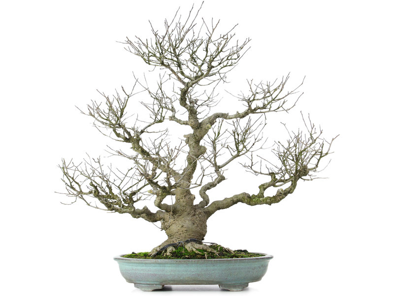 Ilex serrata, 60 cm, ± 25 years old, (female, so with flowers and berries) in a damaged handmade Japanese Shuhou pot