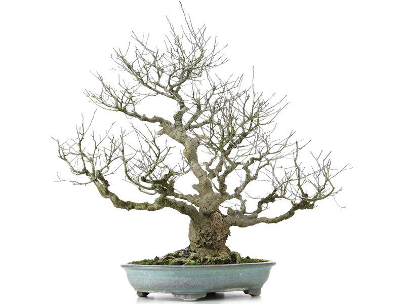 Ilex serrata, 60 cm, ± 25 years old, (female, so with flowers and berries) in a damaged handmade Japanese Shuhou pot