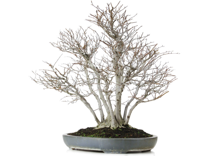 Fagus crenata, 57 cm, ± 25 years old, in a broken pot with a nebari of 20 centimeters