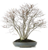 Fagus crenata, 57 cm, ± 25 years old, in a broken pot with a nebari of 20 centimeters