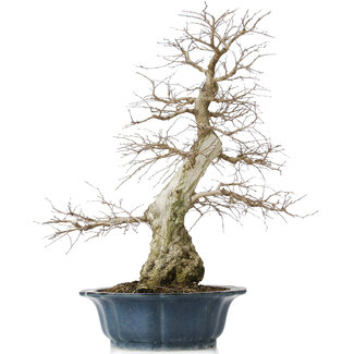 Carpinus coreana, 60 cm, ± 50 ans