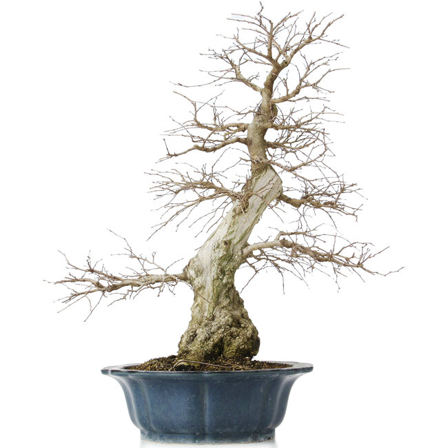 Carpinus coreana, 60 cm, ± 50 ans, dans un pot cassé