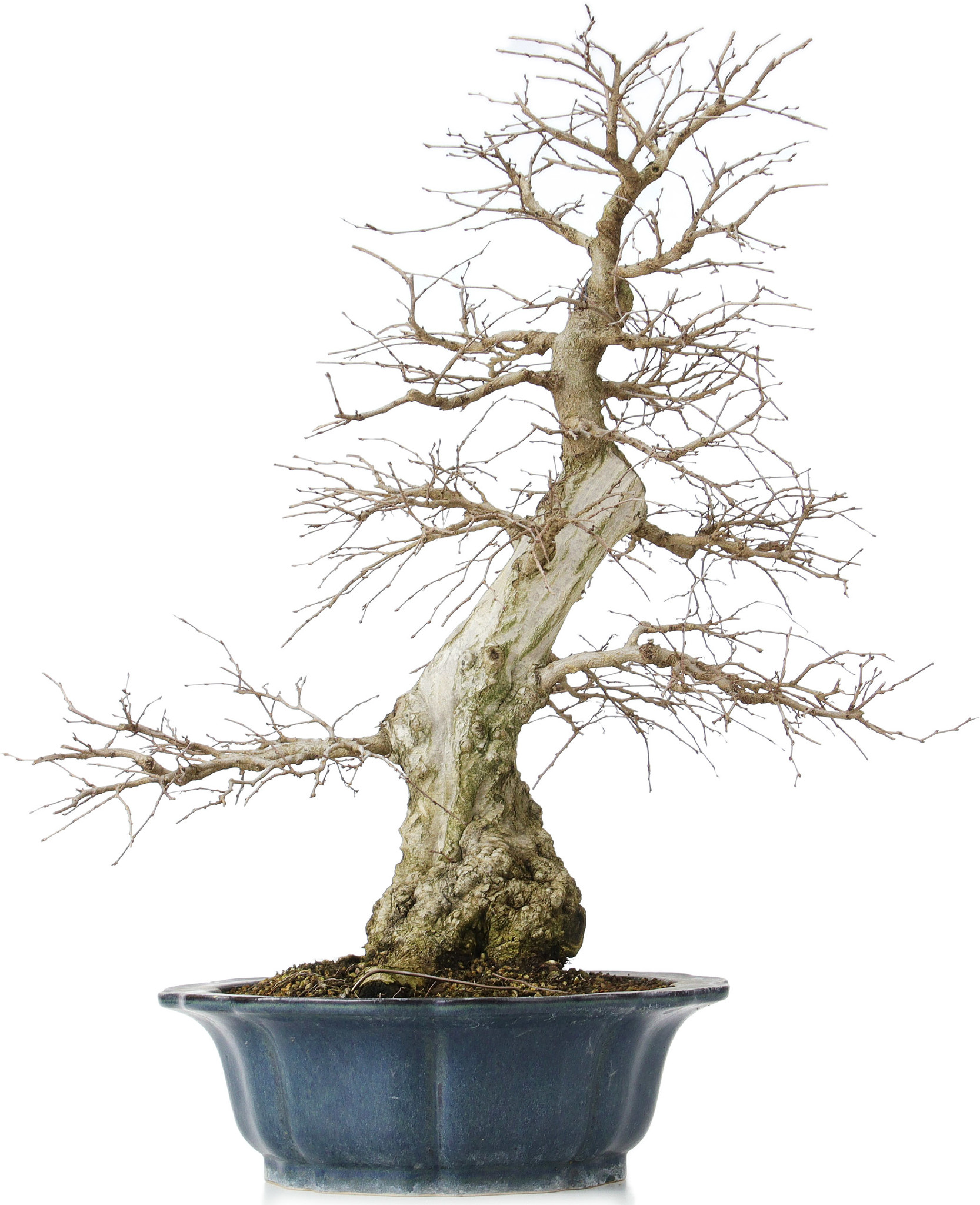 Carpinus coreana, 60 cm,  50 Jahre alt, in einem zerbrochenen Topf - Bonsai  Plaza