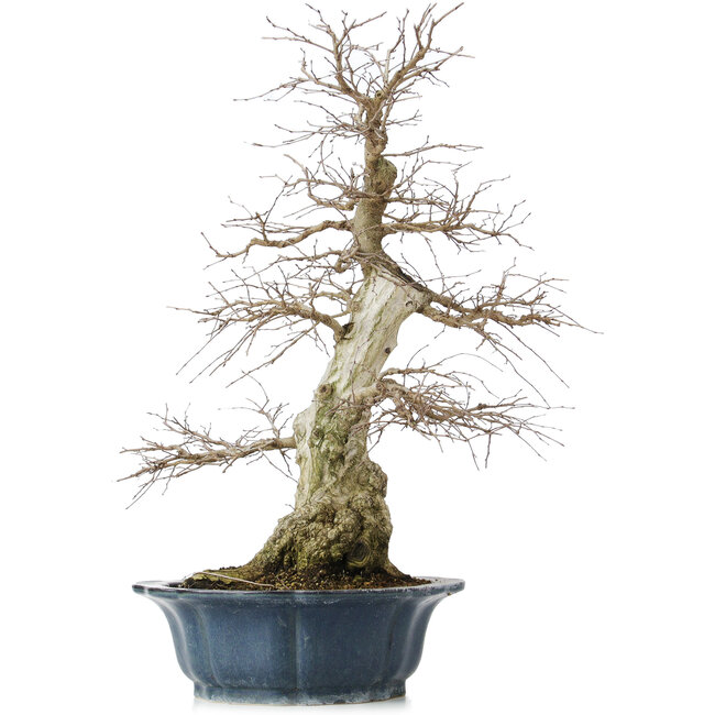 Carpinus coreana, 60 cm, ± 50 años, en una vasija rota
