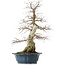 Carpinus coreana, 60 cm, ± 50 ans, dans un pot cassé