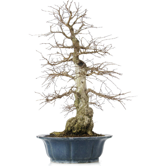 Carpinus coreana, 60 cm, ± 50 anni, in vaso rotto