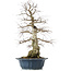 Carpinus coreana, 60 cm, ± 50 ans, dans un pot cassé