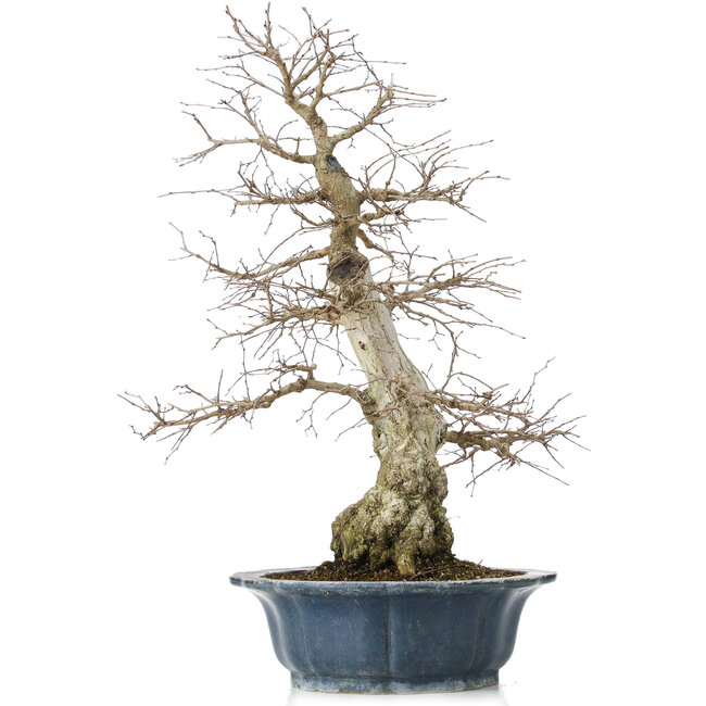 Carpinus coreana, 60 cm, ± 50 jaar oud, in een kapotte pot