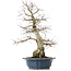 Carpinus coreana, 60 cm, ± 50 jaar oud, in een kapotte pot