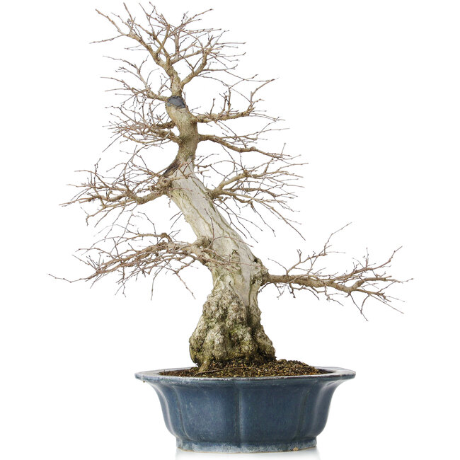 Carpinus coreana, 60 cm, ± 50 ans, dans un pot cassé