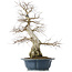 Carpinus coreana, 60 cm, ± 50 years old, in a broken pot