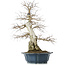 Carpinus coreana, 60 cm, ± 50 ans, dans un pot cassé