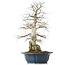 Carpinus coreana, 60 cm, ± 50 ans, dans un pot cassé