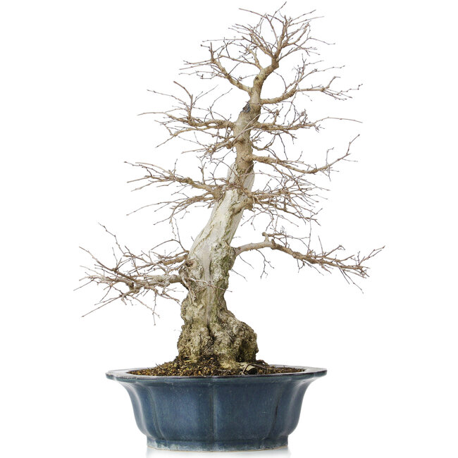 Carpinus coreana, 60 cm, ± 50 jaar oud, in een kapotte pot
