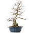 Carpinus coreana, 60 cm, ± 50 ans, dans un pot cassé