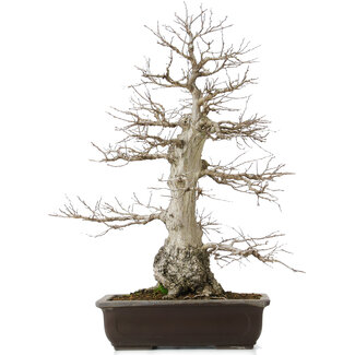 Carpinus coreana, 58 cm, ± 40 anni