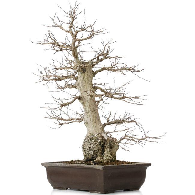 Carpinus coreana, 58 cm, ± 40 ans