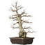 Carpinus coreana, 58 cm, ± 40 jaar oud