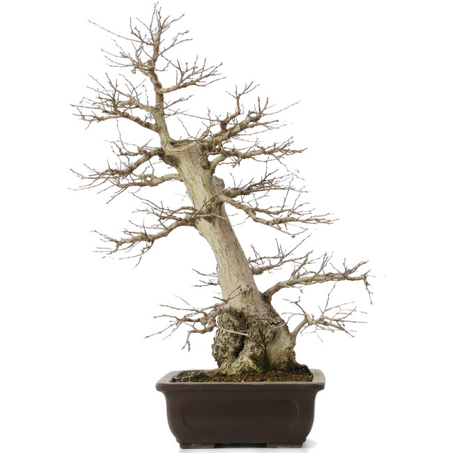 Carpinus coreana, 58 cm, ± 40 años