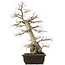 Carpinus coreana, 58 cm, ± 40 anni