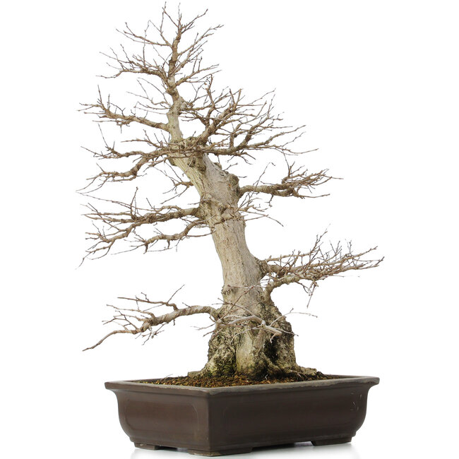 Carpinus coreana, 58 cm, ± 40 años