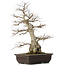 Carpinus coreana, 58 cm, ± 40 anni