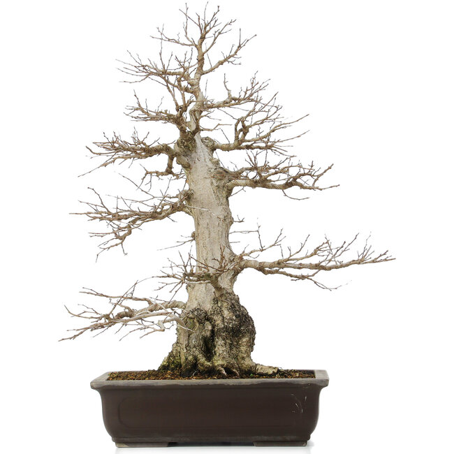 Carpinus coreana, 58 cm, ± 40 anni