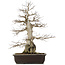 Carpinus coreana, 58 cm, ± 40 ans