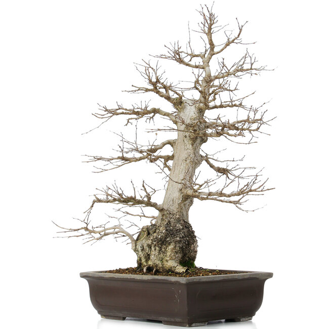 Carpinus coreana, 58 cm, ± 40 ans