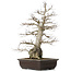 Carpinus coreana, 58 cm, ± 40 anni