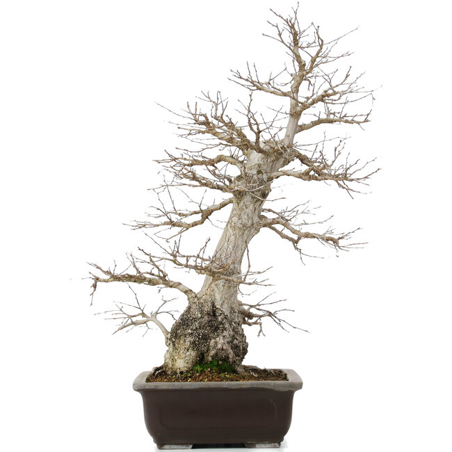 Carpinus coreana, 58 cm, ± 40 anni